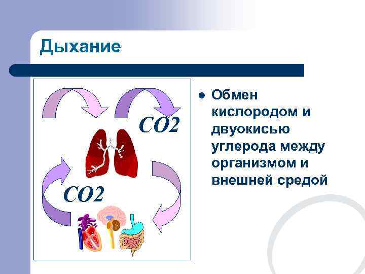 Дыхание   l  Обмен     кислородом и O 2