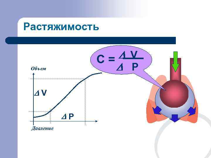 Растяжимость    C=D V Объем   D P  DV 