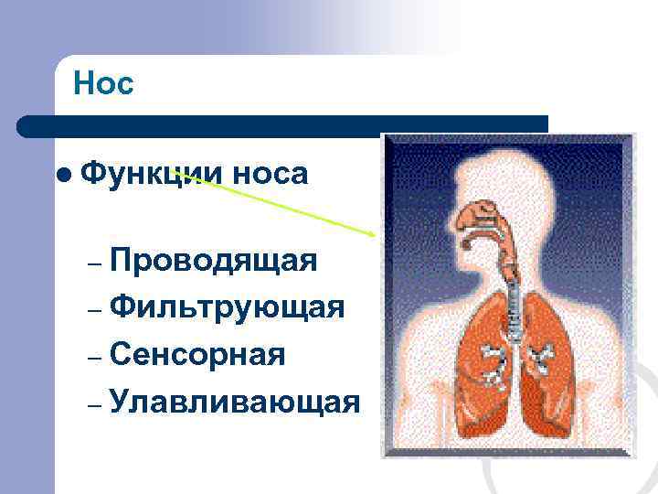 Нос l Функции  носа  – Проводящая – Фильтрующая – Сенсорная – Улавливающая