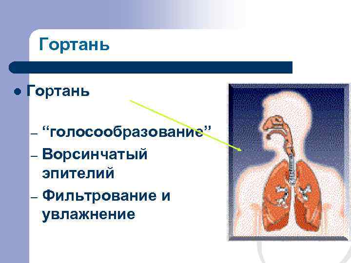   Гортань l  Гортань – “голосообразование” – Ворсинчатый  эпителий – Фильтрование