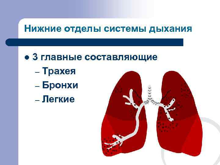 Нижние отделы системы дыхания l  3 главные составляющие – Трахея – Бронхи –