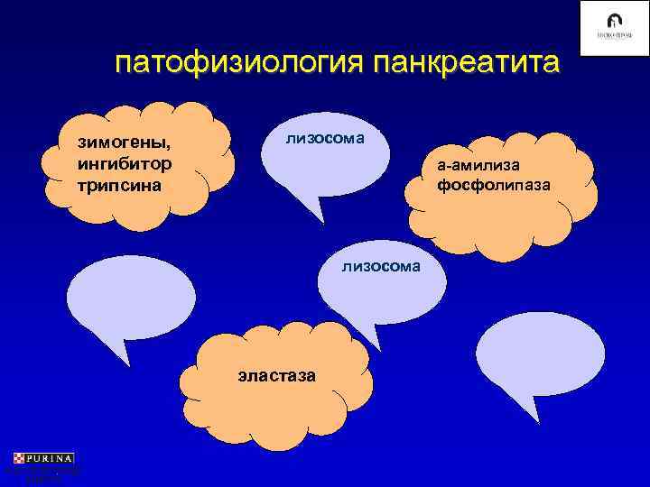   патофизиология панкреатита зимогены,  лизосома ингибитор     а-амилиза трипсина