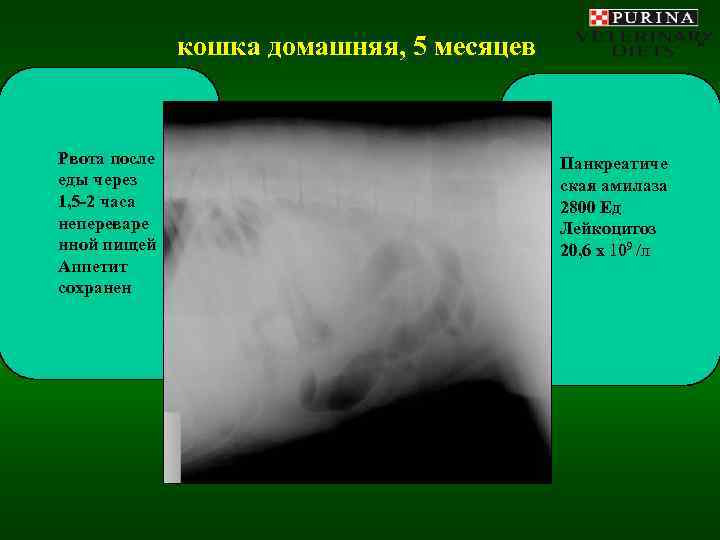    кошка домашняя, 5 месяцев  Рвота после    