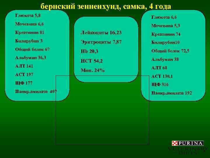    бернский зенненхунд, самка, 4 года Глюкоза 5, 8   