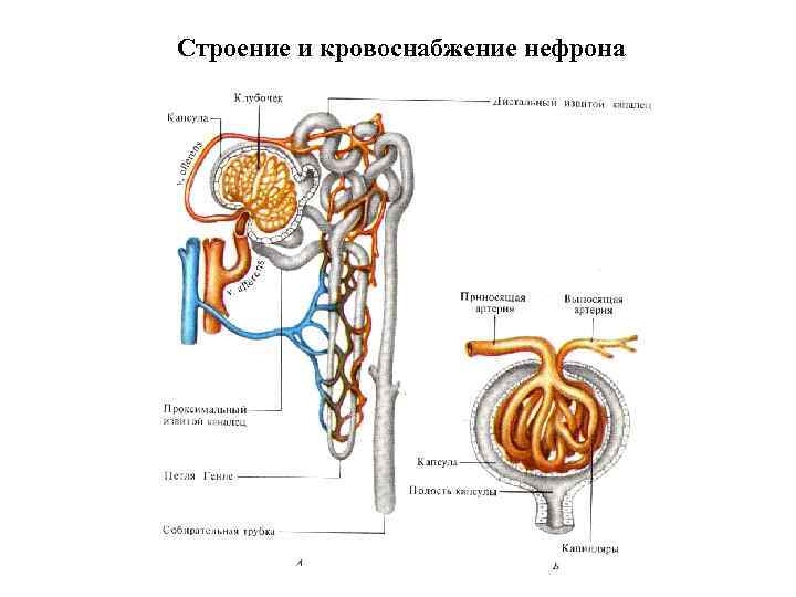 Строение и кровоснабжение нефрона Строение и кровоснабжение нефрона