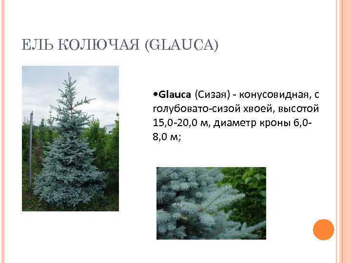 ЕЛЬ КОЛЮЧАЯ (GLAUCA)   • Glauca (Сизая) - конусовидная, с   