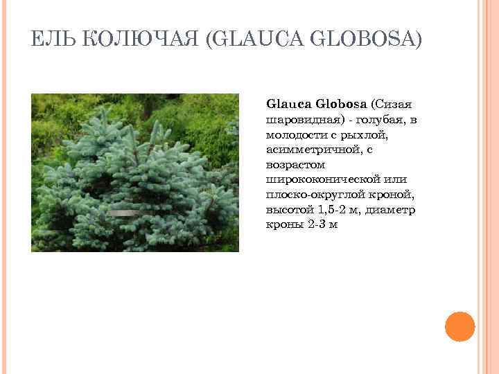 ЕЛЬ КОЛЮЧАЯ (GLAUCA GLOBOSA)    Glauca Globosa (Сизая   шаровидная) -