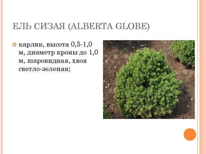 ЕЛЬ СИЗАЯ (ALBERTA GLOBE) карлик, высота 0, 5 -1, 0 м, диаметр кроны до