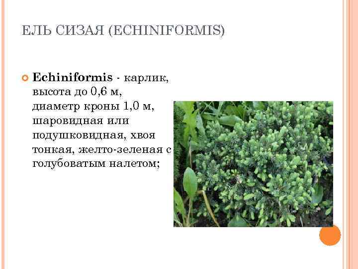 ЕЛЬ СИЗАЯ (ECHINIFORMIS)  Echiniformis - карлик, высота до 0, 6 м, диаметр кроны