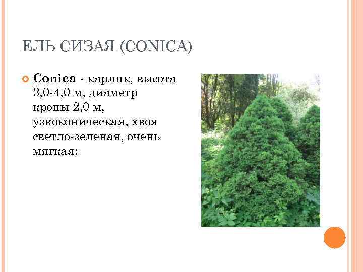 ЕЛЬ СИЗАЯ (CONICA) Conica - карлик, высота 3, 0 -4, 0 м, диаметр кроны