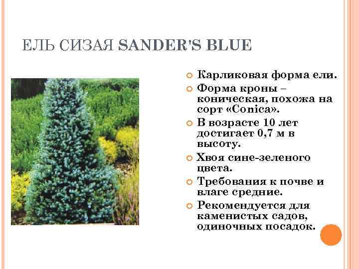 ЕЛЬ СИЗАЯ SANDER'S BLUE     Карликовая форма ели.   