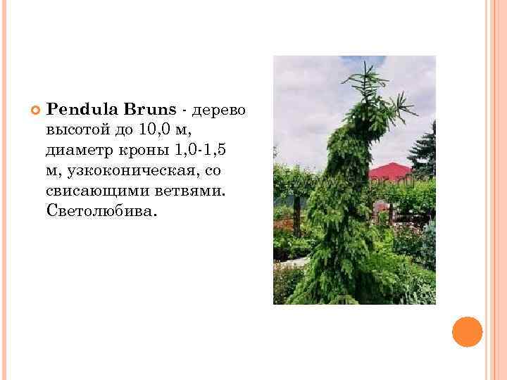   Pendula Bruns - дерево высотой до 10, 0 м, диаметр кроны 1,