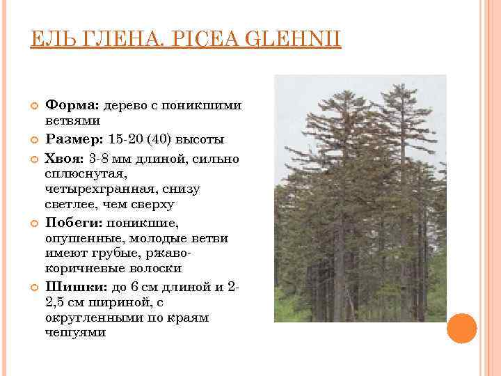 ЕЛЬ ГЛЕНА. PICEA GLEHNII  Форма: дерево с поникшими ветвями Размер: 15 -20 (40)