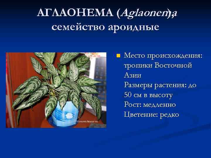 Растение аглаонема фото и описание