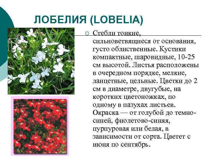ЛОБЕЛИЯ (LOBELIA) ¡ Стебли тонкие, сильноветвящиеся от основания, ЛОБЕЛИЯ (LOBELIA) ¡ Стебли тонкие, сильноветвящиеся от основания,