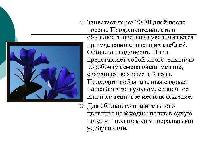 ¡ Зацветает через 70 -80 дней после посева. Продолжительность и обильность цветения увеличивается ¡ Зацветает через 70 -80 дней после посева. Продолжительность и обильность цветения увеличивается