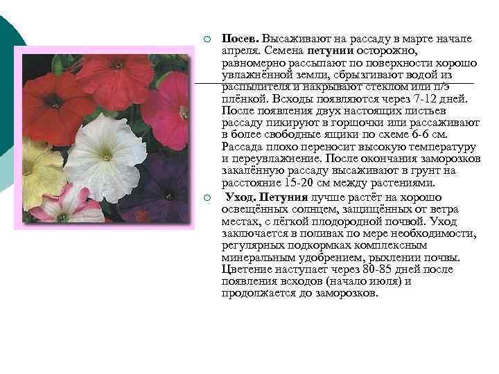 ¡ Посев. Высаживают на рассаду в марте начале апреля. Семена петунии осторожно, ¡ Посев. Высаживают на рассаду в марте начале апреля. Семена петунии осторожно,