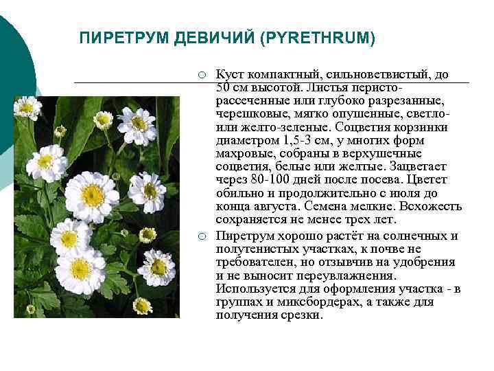 ПИРЕТРУМ ДЕВИЧИЙ (PYRETHRUM) ¡ Куст компактный, сильноветвистый, до 50 ПИРЕТРУМ ДЕВИЧИЙ (PYRETHRUM) ¡ Куст компактный, сильноветвистый, до 50