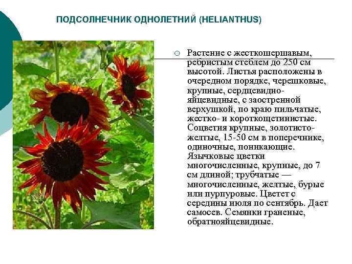 ПОДСОЛНЕЧНИК ОДНОЛЕТНИЙ (HELIANTHUS) ¡ Растение с жесткошершавым, ПОДСОЛНЕЧНИК ОДНОЛЕТНИЙ (HELIANTHUS) ¡ Растение с жесткошершавым,