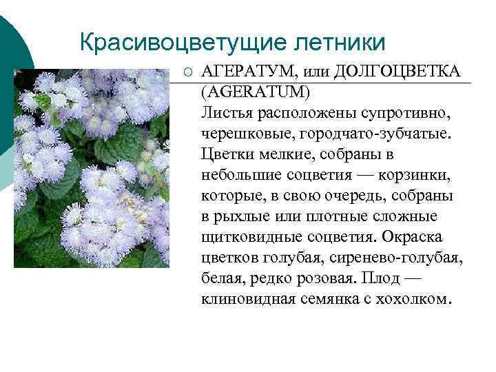 Красивоцветущие летники ¡ АГЕРАТУМ, или ДОЛГОЦВЕТКА (AGERATUM) Листья Красивоцветущие летники ¡ АГЕРАТУМ, или ДОЛГОЦВЕТКА (AGERATUM) Листья