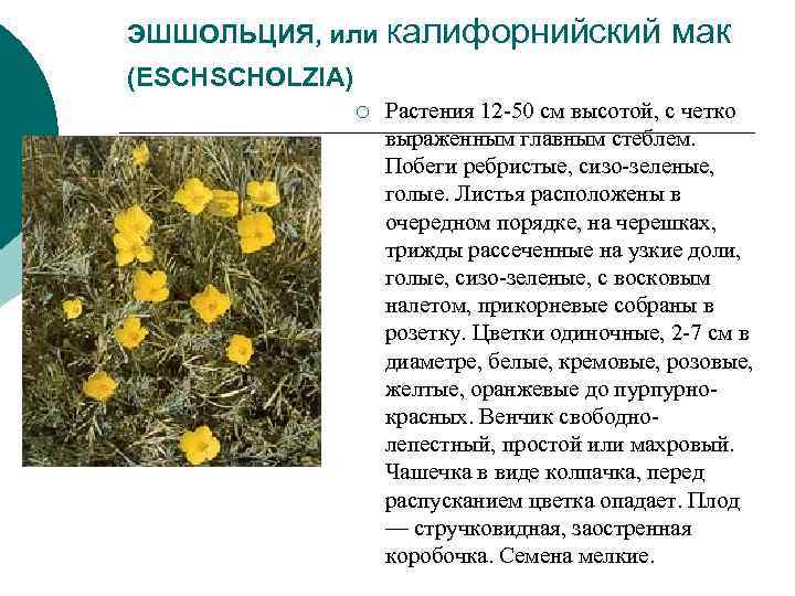 ЭШШОЛЬЦИЯ, или Калифорнийский мак (ESCHSCHOLZIA) ¡ Растения 12 ЭШШОЛЬЦИЯ, или Калифорнийский мак (ESCHSCHOLZIA) ¡ Растения 12