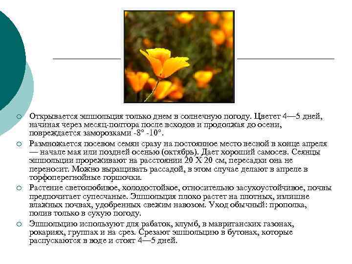¡ Открывается эшшольция только днем в солнечную погоду. Цветет 4— 5 дней, ¡ Открывается эшшольция только днем в солнечную погоду. Цветет 4— 5 дней,