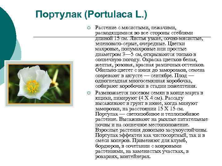 Портулак (Portulaca L. ) ¡ Растение с мясистыми, лежачими, расходящимися Портулак (Portulaca L. ) ¡ Растение с мясистыми, лежачими, расходящимися
