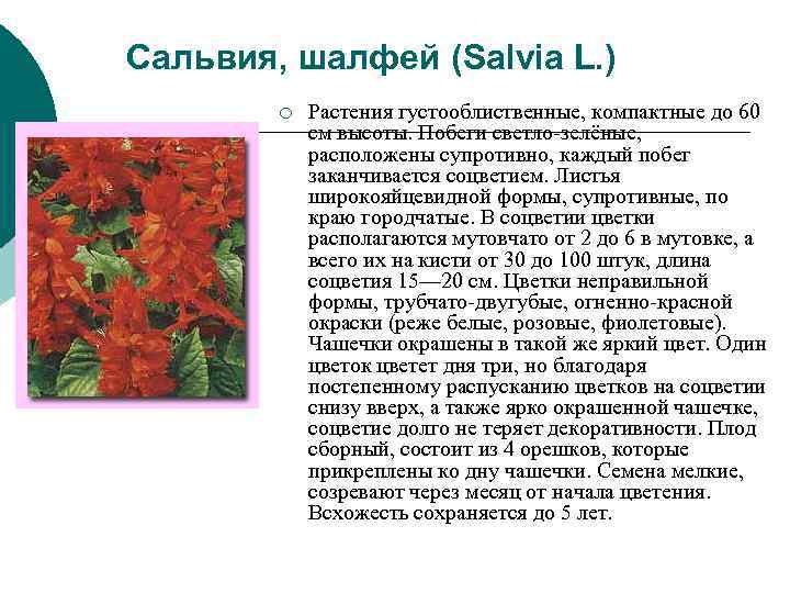 Сальвия, шалфей (Salvia L. ) ¡ Растения густооблиственные, компактные до 60 Сальвия, шалфей (Salvia L. ) ¡ Растения густооблиственные, компактные до 60