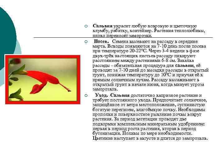 ¡ Сальвия украсит любую ковровую и цветочную клумбу, рабатку, контейнер. Растения теплолюбивы, ¡ Сальвия украсит любую ковровую и цветочную клумбу, рабатку, контейнер. Растения теплолюбивы,