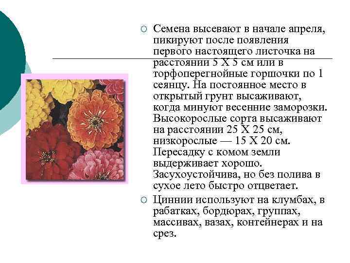 ¡ Семена высевают в начале апреля, пикируют после появления первого настоящего листочка ¡ Семена высевают в начале апреля, пикируют после появления первого настоящего листочка