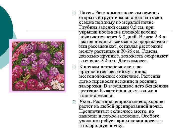 ¡ Посев. Размножают посевом семян в открытый грунт в начале мая или сеют ¡ Посев. Размножают посевом семян в открытый грунт в начале мая или сеют