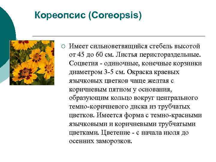 Кореопсис (Coreopsis) ¡ Имеет сильноветвящийся стебель высотой от 45 до 60 Кореопсис (Coreopsis) ¡ Имеет сильноветвящийся стебель высотой от 45 до 60