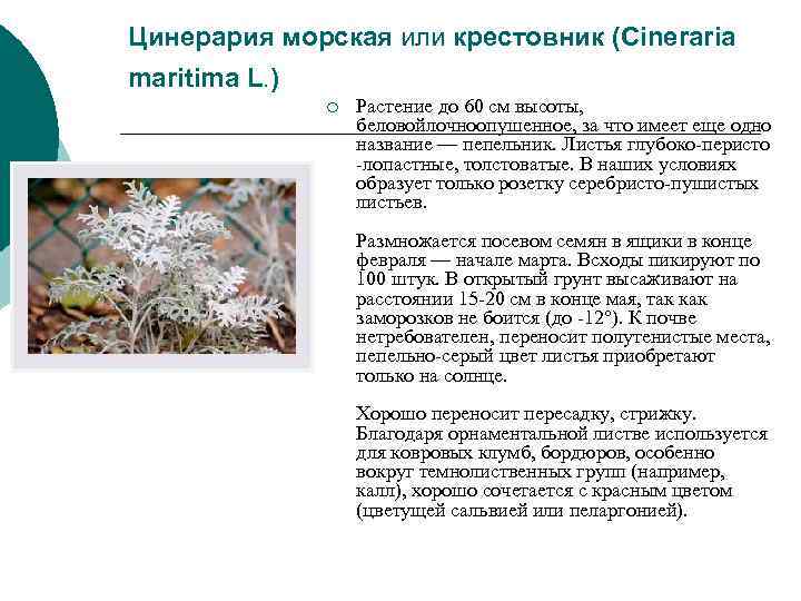 Цинерария морская или крестовник (Cineraria maritima L. ) ¡ Растение Цинерария морская или крестовник (Cineraria maritima L. ) ¡ Растение