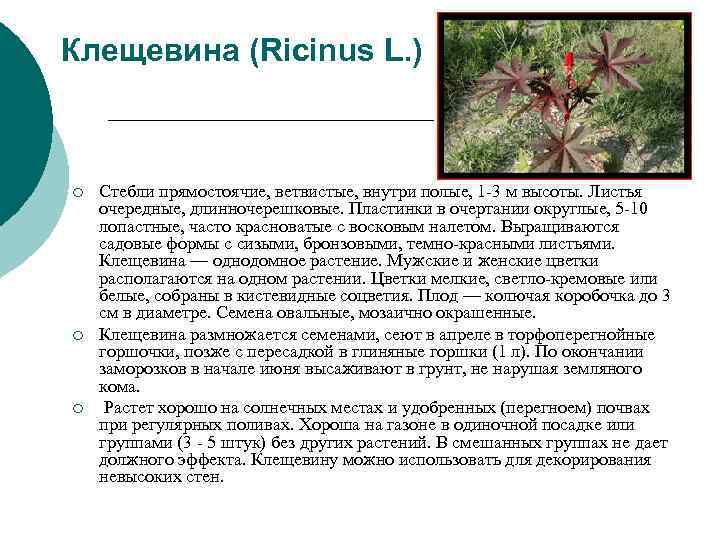 Клещевина (Ricinus L. ) ¡ Стебли прямостоячие, ветвистые, внутри полые, 1 -3 Клещевина (Ricinus L. ) ¡ Стебли прямостоячие, ветвистые, внутри полые, 1 -3