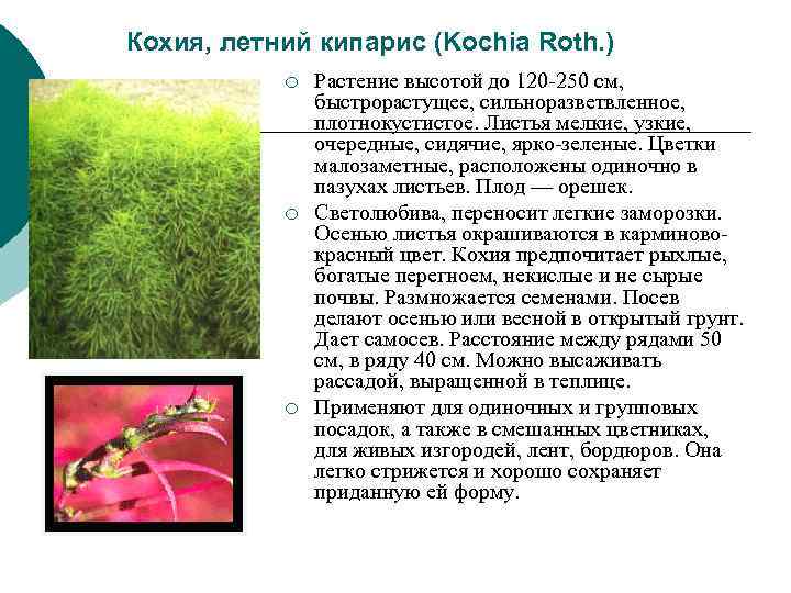 Кохия, летний кипарис (Kochia Roth. ) ¡ Растение высотой до 120 -250 Кохия, летний кипарис (Kochia Roth. ) ¡ Растение высотой до 120 -250