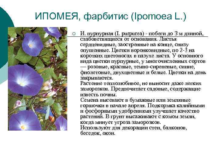 ИПОМЕЯ, фарбитис (Ipomoea L. ) ¡ И. пурпурная (I. purpurea) - побеги ИПОМЕЯ, фарбитис (Ipomoea L. ) ¡ И. пурпурная (I. purpurea) - побеги