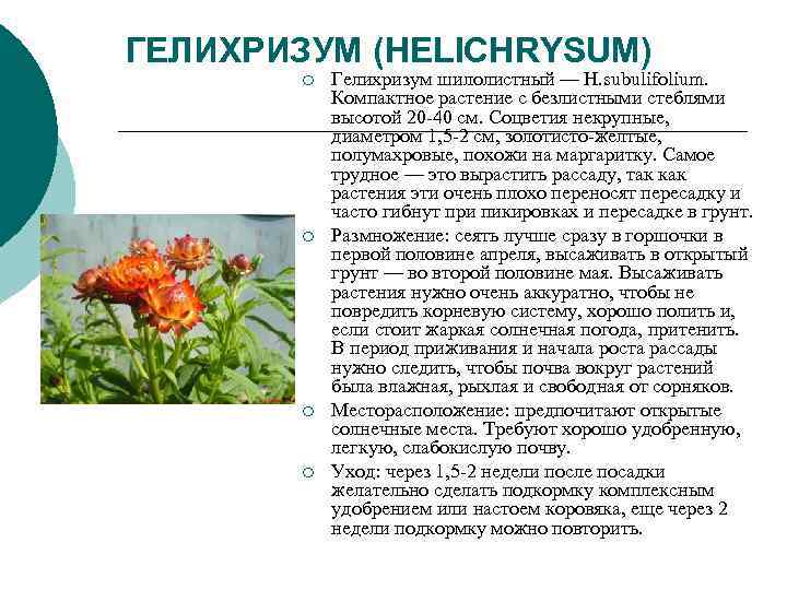 ГЕЛИХРИЗУМ (HELICHRYSUM) ¡ Гелихризум шилолистный — Н. subulifolium. ГЕЛИХРИЗУМ (HELICHRYSUM) ¡ Гелихризум шилолистный — Н. subulifolium.