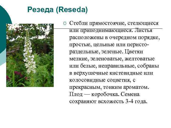 Резеда (Reseda) ¡ Стебли прямостоячие, стелющиеся или приподнимающиеся. Листья Резеда (Reseda) ¡ Стебли прямостоячие, стелющиеся или приподнимающиеся. Листья
