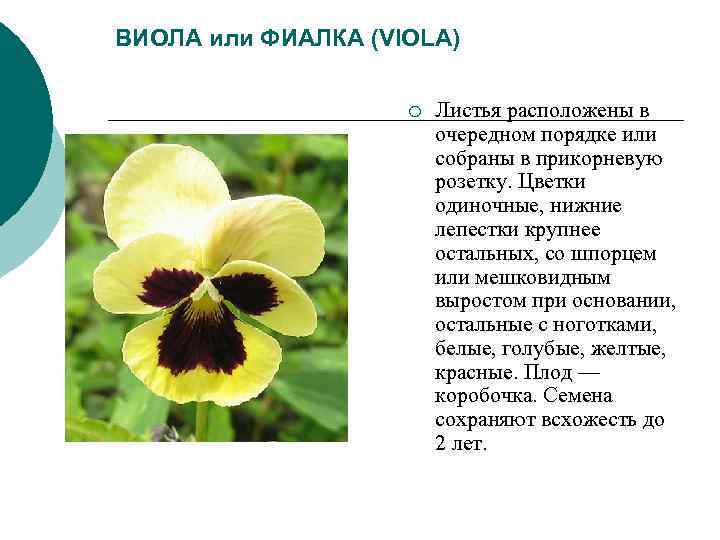 ВИОЛА или ФИАЛКА (VIOLA) ¡ Листья расположены в ВИОЛА или ФИАЛКА (VIOLA) ¡ Листья расположены в