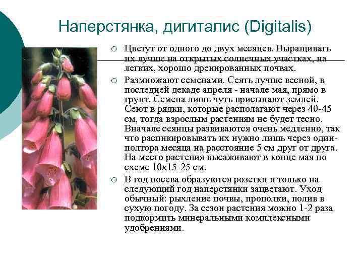 Наперстянка, дигиталис (Digitalis) ¡ Цветут от одного до двух месяцев. Выращивать Наперстянка, дигиталис (Digitalis) ¡ Цветут от одного до двух месяцев. Выращивать