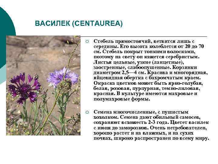 ВАСИЛЕК (CENTAUREA) ¡ Стебель прямостоячий, ветвится лишь с ВАСИЛЕК (CENTAUREA) ¡ Стебель прямостоячий, ветвится лишь с