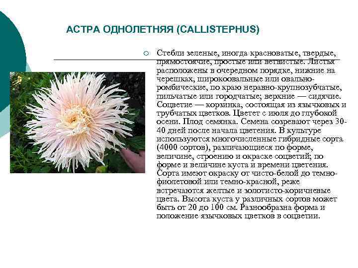 АСТРА ОДНОЛЕТНЯЯ (CALLISTEPHUS) ¡ Стебли зеленые, иногда красноватые, твердые, АСТРА ОДНОЛЕТНЯЯ (CALLISTEPHUS) ¡ Стебли зеленые, иногда красноватые, твердые,