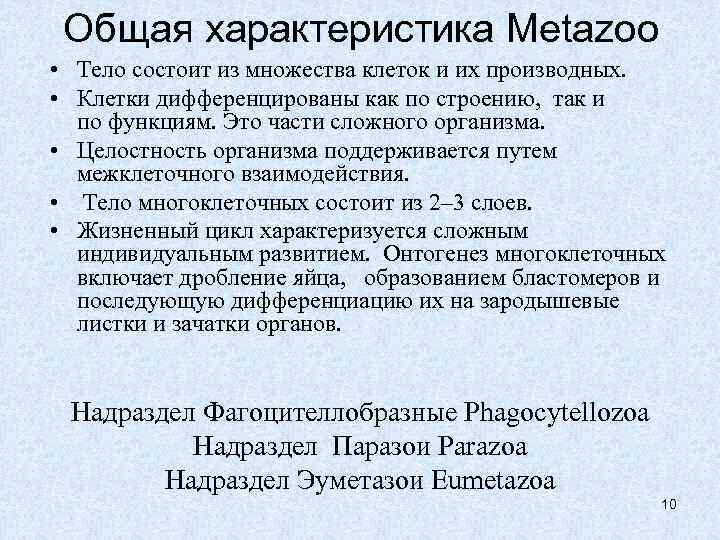  Общая характеристика Metazoo • Тело состоит из множества клеток и их производных. •