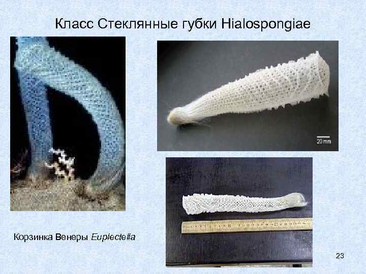    Класс Стеклянные губки Hialospongiae Корзинка Венеры Euplectella    