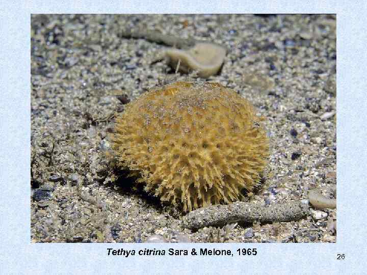 Tethya citrina Sara & Melone, 1965  26 