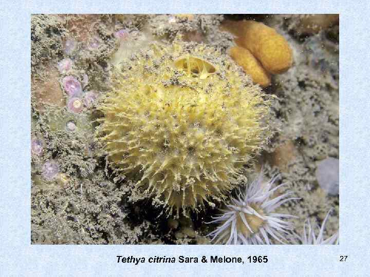 Tethya citrina Sara & Melone, 1965  27 