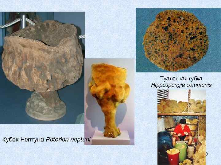       Туалетная губка      