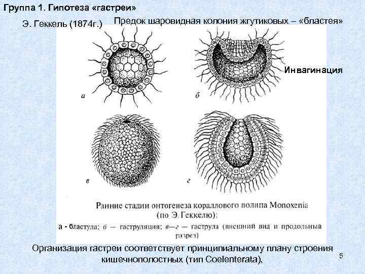 Группа 1. Гипотеза «гастреи» Э. Геккель (1874 г. ) Предок шаровидная колония жгутиковых –