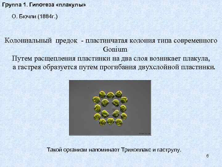 Группа 1. Гипотеза «плакулы» О. Бючли (1884 г. )  Колониальный предок - пластинчатая