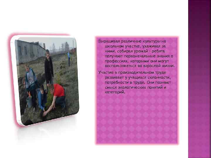 Выращивая различные культуры на школьном участке, ухаживая за ними, собирая урожай – Выращивая различные культуры на школьном участке, ухаживая за ними, собирая урожай –